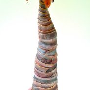 Tribal